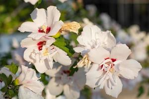 close-up van tropische bloemen