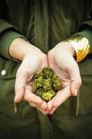 handen houden marihuanabloemen vast