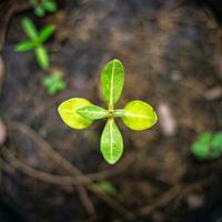 de zaailing zijn groeit van de rijk bodem naar de ochtend- zonlicht dat is schijnt, ecologie concept. foto