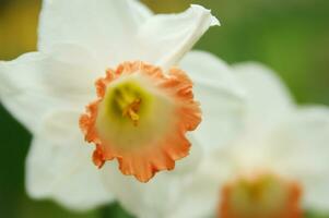 een veld- van geel narcissen in de midden- van een met gras begroeid veld- foto