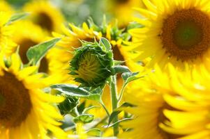 een groot veld- van zonnebloemen is getoond in deze foto