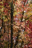 de kleuren van esdoorn- bladeren in herfst foto