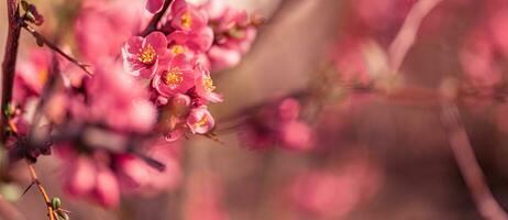 voorjaar achtergrond. vers bloemen in bloeien, mooi zacht kleuren bloeiend lente boom. vredig artistiek natuur Aan wazig natuurlijk achtergrond. fantastisch lente detailopname foto
