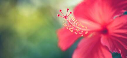 mooi bloemen in vol bloeien Aan natuur groen achtergrond, macro. exotisch tropisch detailopname net zo bloemen achtergrond. artistiek natuur grens of spandoek. natuurlijk vers tuin visie Aan wazig inspireren achtergrond foto