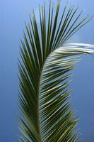 een palm boom met een vogel vliegend in de lucht foto