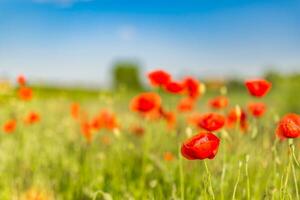 papaver bloeiend Aan droom vervagen achtergrond. natuur achtergronden detailopname, bloemen visie. voorjaar zomer landschap, mooi wazig natuurlijk weide veld. zonnig natuur landschap, vredig ontspannende tuin foto