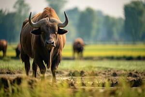 portret buffel in de midden- boerderij met licht blootstelling foto