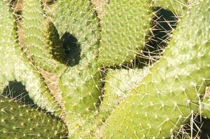 een cactus fabriek met een klein vogel zittend Aan het foto