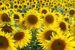 een groot veld- van zonnebloemen is getoond in deze foto