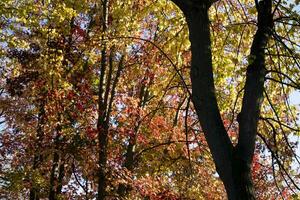 de kleuren van esdoorn- bladeren in herfst foto