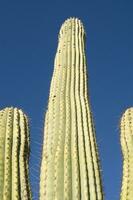 een dichtbij omhoog van een cactus met veel klein naalden foto
