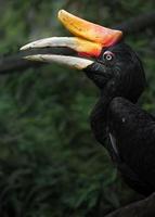 portret van neushoorn neushoornvogel foto