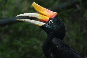 portret van neushoorn neushoornvogel foto