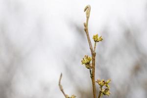 close-up shot van lentebloei op een boomtak foto