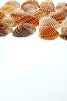 zee schelpen geïsoleerd Aan wit achtergrond foto