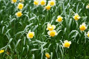 een veld- van geel narcissen in de midden- van een met gras begroeid veld- foto