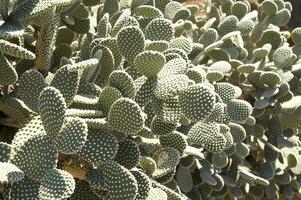 een cactus fabriek met veel stekels foto