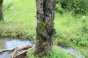 toneel- visie van de natuurlijk schoonheid van tao kont, neelum vallei, kasjmir. tao kont is beroemd voor haar weelderig groen bomen en natuurlijk schoonheid. foto