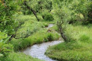 toneel- visie van de natuurlijk schoonheid van tao kont, neelum vallei, kasjmir. tao kont is beroemd voor haar weelderig groen bomen en natuurlijk schoonheid. foto