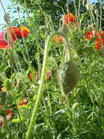 mooi veld- rood klaprozen met selectief focus. zacht licht. natuurlijk drugs. glade van rood papavers. eenzaam papaver. foto