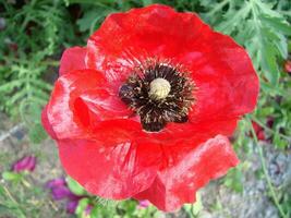 rood papaver bloemen met een bij en tarwe velden Aan de achtergrond. foto