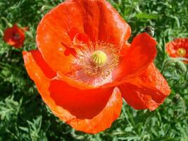 rood papaver bloemen met een bij en tarwe velden Aan de achtergrond. foto