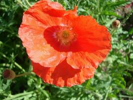 rood papaver bloemen met een bij en tarwe velden Aan de achtergrond. foto