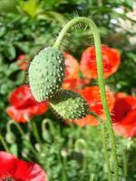 mooi veld- rood klaprozen met selectief focus. zacht licht. natuurlijk drugs. glade van rood papavers. eenzaam papaver. foto