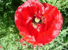 rood papaver bloemen met een bij en tarwe velden Aan de achtergrond. foto