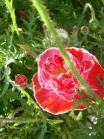 roze papaver met een wit omzoomd Aan een groen achtergrond foto