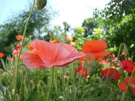 mooi veld- rood klaprozen met selectief focus. zacht licht. natuurlijk drugs. glade van rood papavers. eenzaam papaver. foto