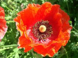 rood papaver bloemen met een bij en tarwe velden Aan de achtergrond. foto