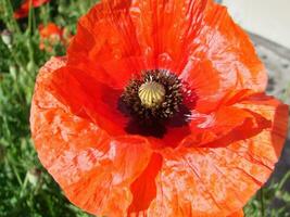 bloeiend klaprozen bloem tuin zomer rood. opium, wild veld- foto