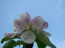 de bij zit Aan een bloem van een struik bloeiende appelboom en bestuift hem foto