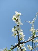 wit bloesems Aan een tak, sleedoorn in bloem in vroeg lente, met retro wijnoogst filters. foto