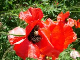 rood papaver bloemen met een bij en tarwe velden Aan de achtergrond. foto