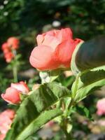 rood roos met druppels. druppels Aan de bloemblaadjes van rood roos bloemen. macro foto. druppels van dauw Aan de bloemblaadjes foto