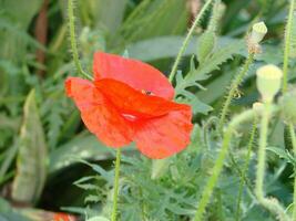 bloeiend klaprozen bloem tuin zomer rood. opium, wild veld- foto