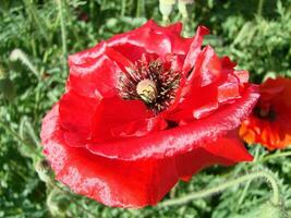 bloeiend klaprozen bloem tuin zomer rood. opium, wild veld- foto