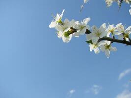 wit bloesems Aan een tak, sleedoorn in bloem in vroeg lente, met retro wijnoogst filters. foto