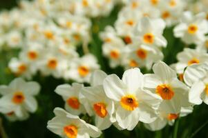 een veld- van geel narcissen in de midden- van een met gras begroeid veld- foto