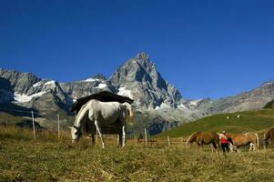 een wit paard staand in een veld- foto