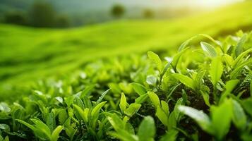 een dichtbij stuiten op met thee bladeren Aan de plantage na regen foto