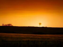 een eenzaam boom staat in de midden- van een veld- Bij zonsondergang foto