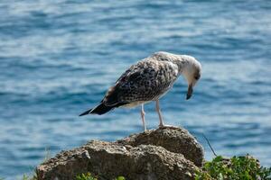 wild meeuwen in natuur langs de kliffen van de Catalaans costa bravoure, mediterraan, Spanje. foto