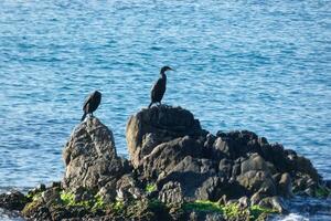corbarans, zeevogels Aan rotsen dichtbij naar de kust foto