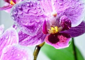 roze orchideebloemen foto