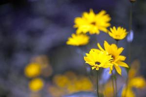 gele bloemen in de natuur foto