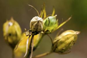 kleurrijke live romantische flora bloemen en bladeren foto