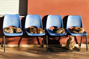 dierenkatten die op stoelen zitten foto